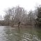 the prow of a sentinel tree on a small island of the Monocacy
