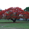 Santa Sophia - Flamboyant
