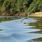 rio Negro