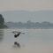 Ave voa sobre o Rio Paraguai