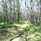 East Fork bottomland forest
