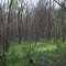 East Fork bottomland forest