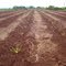 Produção de frutas em Jussara - cultura da bananeira em desenvolvimento