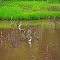 Lake residents, Iguazu Park