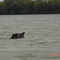Anta cruzando o Rio Paraná