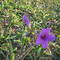 flor de cerrado