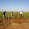 Experimento agrícola com cana-de-açúcar - TFG Manoel Carlos