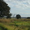Árvore do "Ó" Km 450- BR 163 - Campo Grande - Ms - Brazil