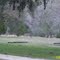 Deers in Summit Vacation RV Park