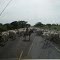 boiada na estrada