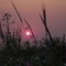 Pôr-do-Sol (nota Sol Maior) em plantio direto de Centeio, Nabo e Ervilhaca - Morro da Fumaça (Se alguém souber a localização exata eu agradeço: José Sartor)