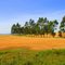 PLANTAÇÕES, RIO PARDO-RS