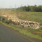 Boiada na Estrada.