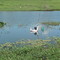 Pesca em Lins sp