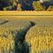 Gold fields