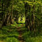 Forêt