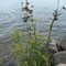 Lake Elk