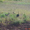 Animais do Cerrado