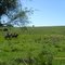 Campereando, CAMBOATÃ