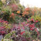 FALL COLORS IN VIRGINIA-EL OTONO EN VIRGINIA