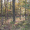 el bosque encantado