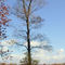 autumn in potomac river