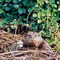 Giant Otters