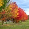 Colorful trees! 2007