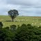 Panorâma (Cenário Rural Pecuária)