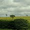 Panorâma (Cenário Rural Pecuária)