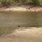Corixo no Pantanal sul entre Abobral e Fazenda Boa Sorte