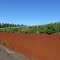 Milharal, Campo Novo, RS