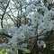 Florada da Cerejeira - Parque Sakura