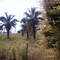Pontal das Araras - Sta. Albertina - Jales - S. Paulo
