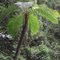 Xaxim: Nativo da Mata Atlântica