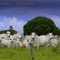 LOANDA CAPITAL DO  ZEBU  - PARANÁ  by AUGUSTO JANISCKI JUNIOR