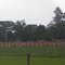 Granja Floresta