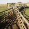Tronco - Balança - Banheiro p/ Bovinos
