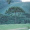 Araucária - Espigão do Bugre/Mafra-SC