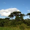 Vegetação - Rio Negro, PR, Brasil.