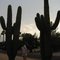 Saguaro Cactus, Arizona -- comments attached
