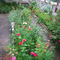 Jardim da Ditinha Rosa 02