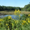 Quiet pond