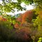 Autumn Blaze