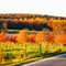 Autumn Gold