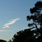 Nuage et pin