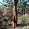 quercus suber