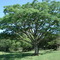 Timbauva na beira da estrada