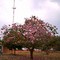 Fazenda Torre