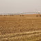 121.センターピボット灌漑農地　Center-pivot irrigation field